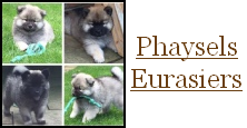 Phaysels Eurasiers